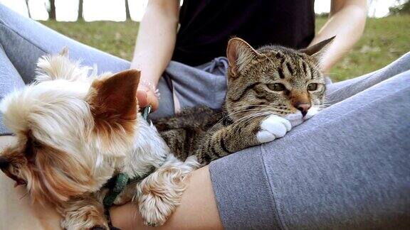 猫和狗约克夏犬坐在猫旁边