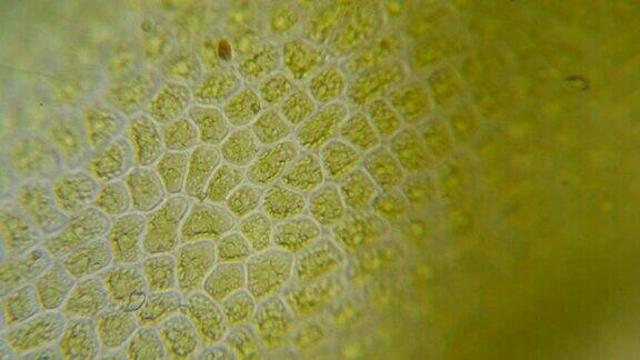 显微镜下的叶绿体植物细胞中的叶绿体叶片表面细胞结构图显微镜下显示植物细胞显微镜下的绿色植物细胞转基因生物DNA