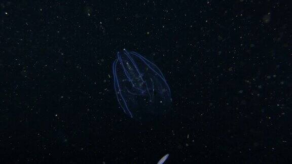 夜间在台湾黑海中游动的发光水母