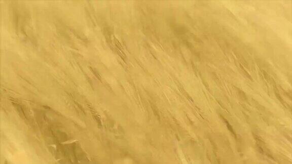 在一个有风的日子里近距离观察黄色的麦田