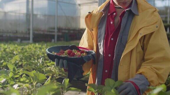 温室女工正在收割成熟的草莓
