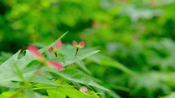 枫红可爱的花朵