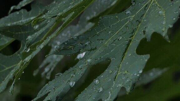 滴水在木瓜叶上