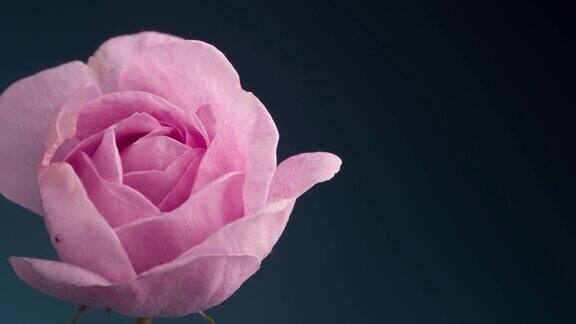 粉红色玫瑰在户外盛开的时间花开放的背景下