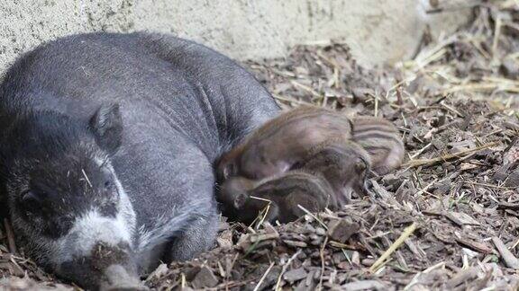 维萨扬疣猪(Suscebifrons)的妈妈躺着可爱的小婴儿和小猪试图喝妈妈的奶猪属的极度濒危物种
