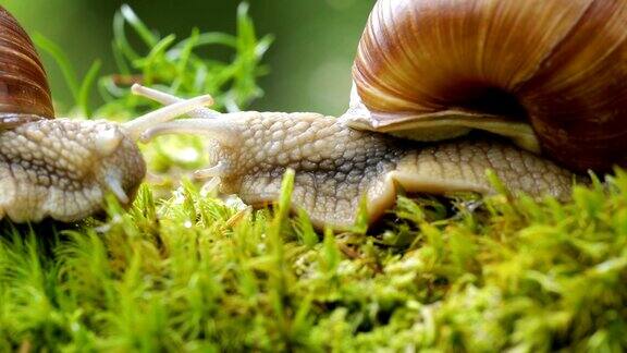 螺旋鲳罗马蜗牛勃艮第蜗牛