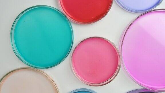 在彩色培养皿上的旋转