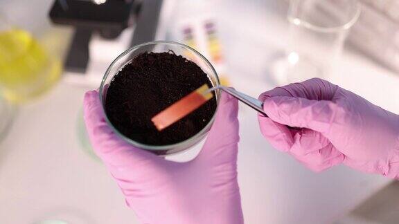 科学家化学家将石蕊试纸插入培养皿与土壤在实验室近距离4k电影慢动作