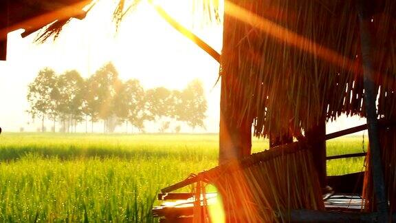 稻田里的小农舍阳光和耀斑