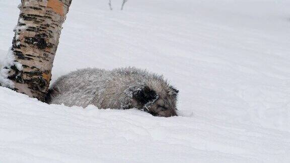 在挪威的大雪中一只北极狐(Vulpeslagopus)皮毛上有雪的罕见镜头