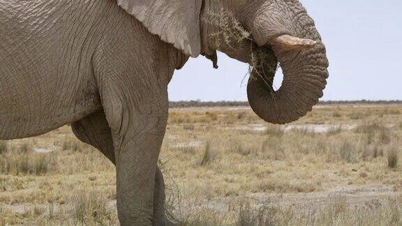 大象吃刷子Etosha国家公园纳米比亚非洲