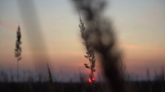 傍晚阳光下小草的小穗赛场上的日落草在太阳的背光下
