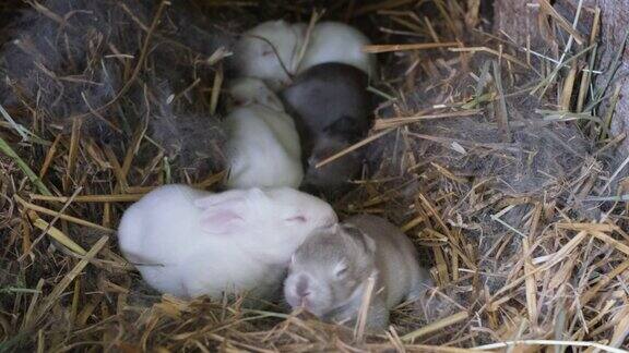 瞎了眼的小兔子在笼子里温暖的窝里照顾新生兔子