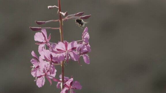 一只蜜蜂围着一朵花飞舞