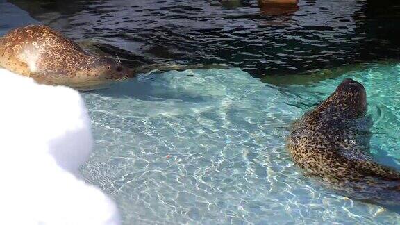 海豹躺在水中