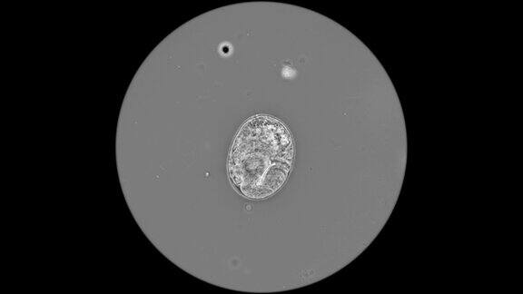 在显微镜下观察缓步动物的卵