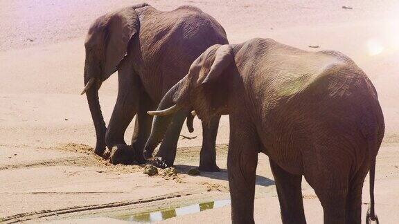 一对成年大象在干旱时挖洞喝水并把水泼到自己身上非洲的狩猎之旅红色摄像机慢镜头