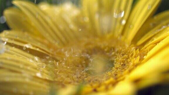 水滴落在花上慢镜头