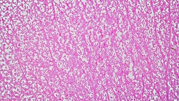 脊髓细胞TS显微镜样品400倍放大呈粉红色