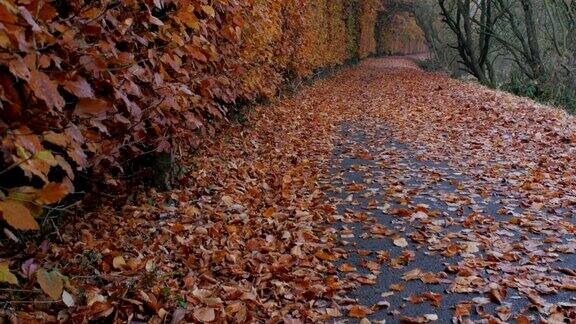 秋天的北爱尔兰乡村