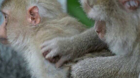 这只猴子生活在泰国考艾国家公园的森林里