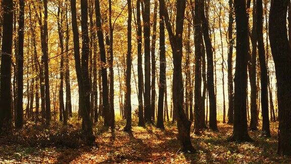 美丽的秋景森林里的黄树落叶