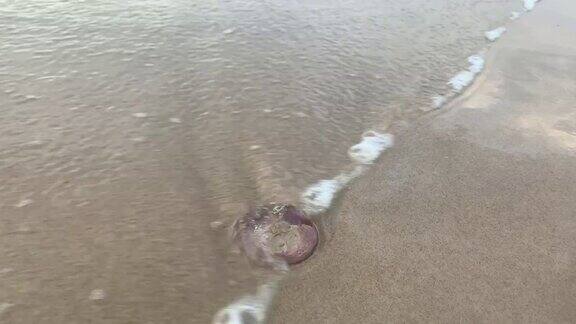 水母被冲上澳大利亚海滩