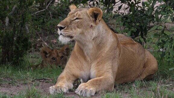非洲狮美洲豹母狮和幼崽肯尼亚马赛马拉公园实时4K
