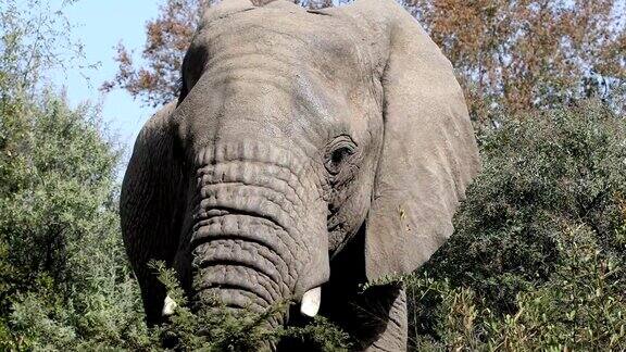 南非兰尼斯堡的大象野生动物狩猎之旅