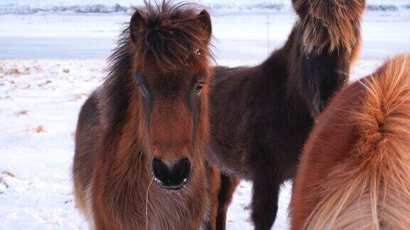 冰岛马冬季纯雪自然冰岛乡村动物草原寒冷