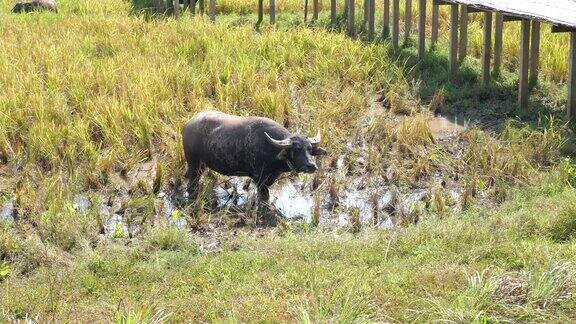 水貂在稻田里吃干草