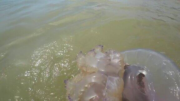 黑海波浪中的大型水母