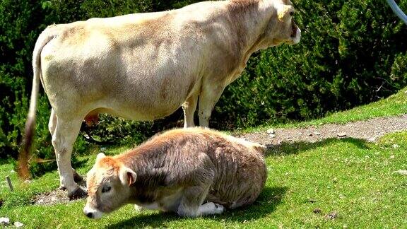 山坡上的牛和小牛在吃草瓦尔德努里亚加泰罗尼亚比利牛斯西班牙