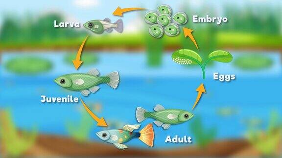 鱼类生命周期动画