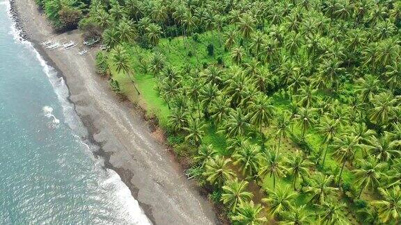 巴厘岛东北海岸沙滩椰子树和蔚蓝的大海