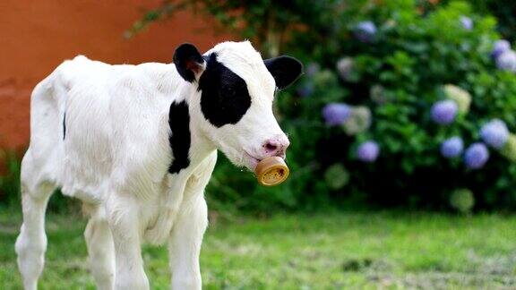 一只叼着奶嘴的小牛崽在一个农民的花园里农民健康地养着它通过适当的饮食使它茁壮成长