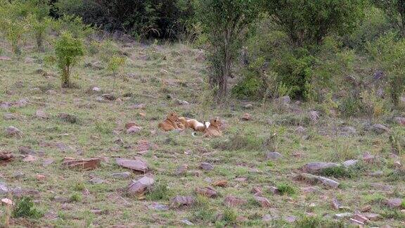 三只小狮子在草地上玩耍