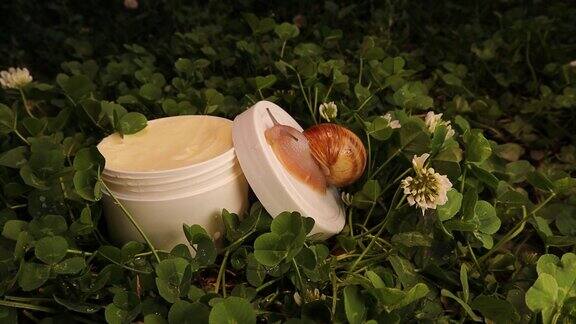 蜗牛在一罐化妆品上爬行旁边躺着白色的三叶草花美容护肤化妆品用蜗牛粘蛋白保湿霜用蜗牛草有机产品提取