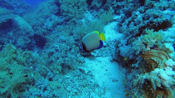 神仙鱼游过软珊瑚皇帝神仙鱼-鲳鱼皇帝跟随拍摄水下拍摄4K-60fps