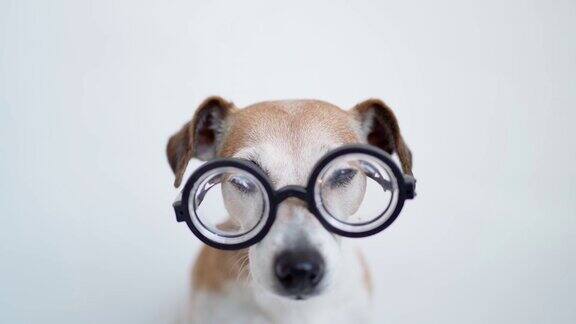 白色背景孤立的呆子狗杰克罗素梗戴着眼镜看着镜头
