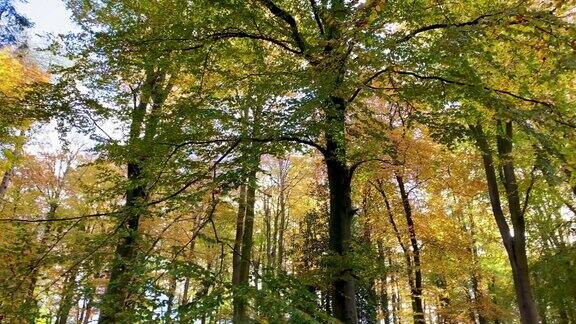 阳光透过绿色和金色的森林树叶照射在树林里