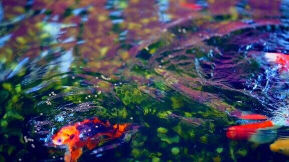 锦鲤或彩色鲤鱼游在池塘周围它以水为食以池塘水面上的鲤鱼为食