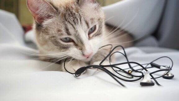 一只暹罗尖的山猫咬着电线把耳机关了起来