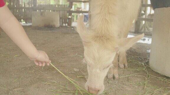 亚洲的孩子们用干草喂小水牛