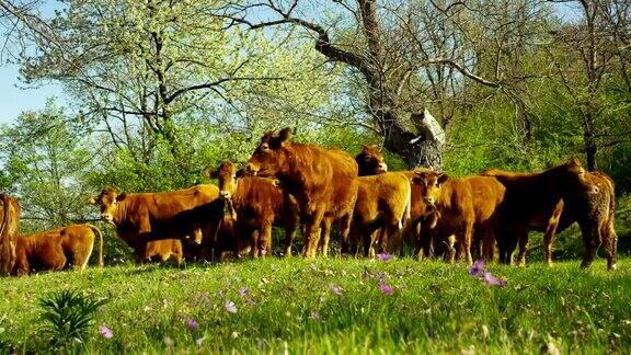在农场的围栏上散步释放了一群美丽的精心打扮的奶牛(棕色)美丽的拍摄从一边在背景的鹅肝和树木概念:生态家畜生物