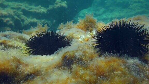 两只黑海海胆(Arbacialixula)在底部的背景下生长着大量的褐藻和水柱