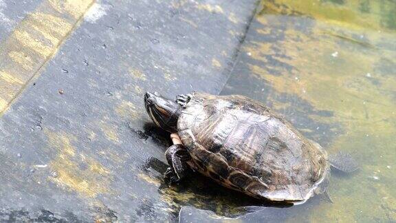 红耳龟想爬出池塘但又滚回了水里