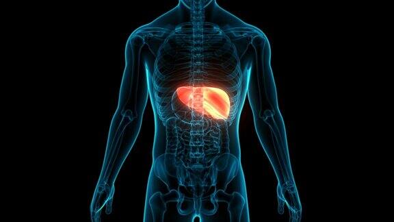 人体内部消化器官肝脏解剖