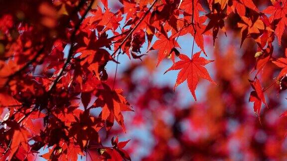 秋天树叶中的一棵树的4K倾斜图像