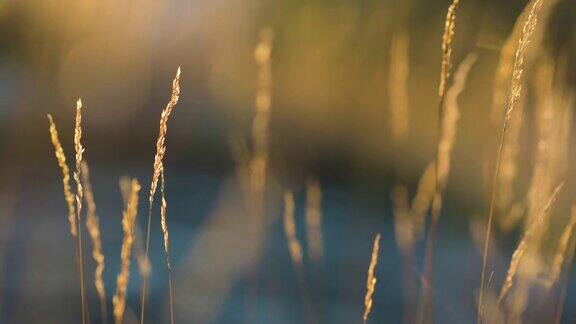 《日落中的野草》